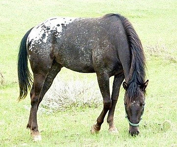 Horses For Sale At Dream Catcher Equines